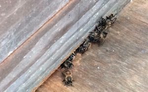 巣箱を出入りする日本ミツバチ